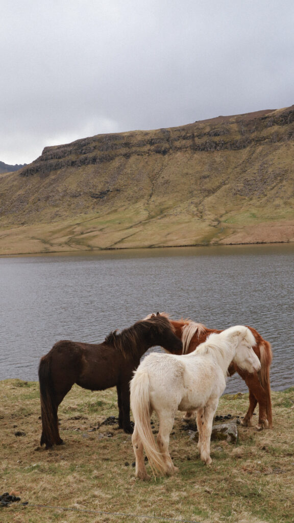 I wish I knew before traveling to iceland
